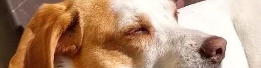 Hund entspannt in der Sonne liegend