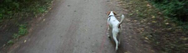 Hund spaziert auf Waldweg