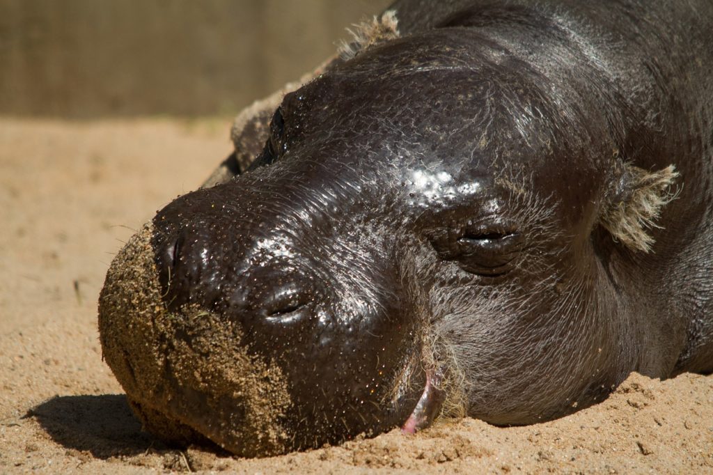 Hippo Mini Portrait Sweet Zoo  - R_Winkelmann / Pixabay