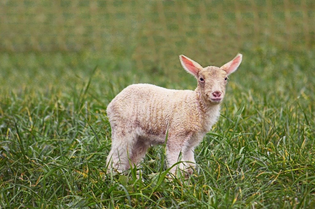 Passover Animal Sheep Easter Cute  - sphotoedit / Pixabay