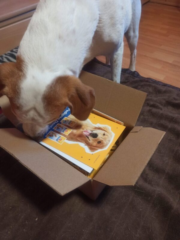 Mailo wartet neugierig auf einen Pedigree Dentastix