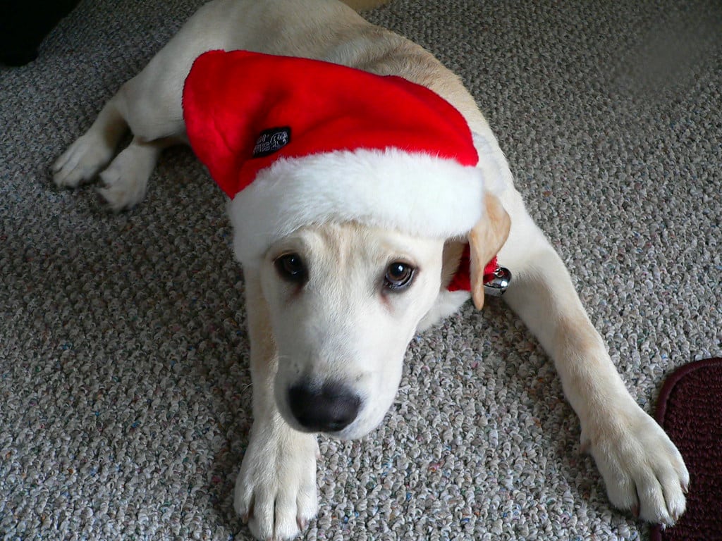 Christmas Dog Weihnachten