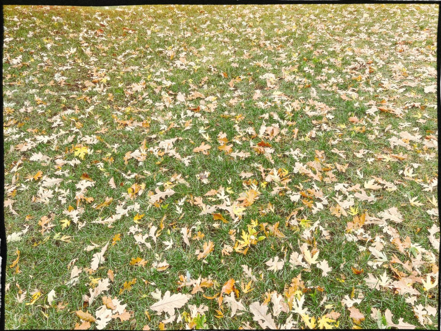 Herbstliche Gartenlandschaft als Symbolbild