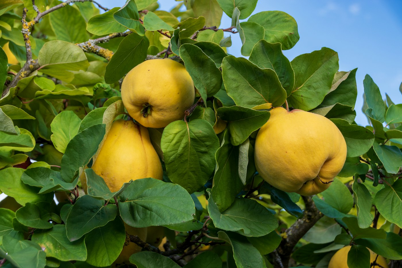 Reife Quitten am Baum – Symbolbild